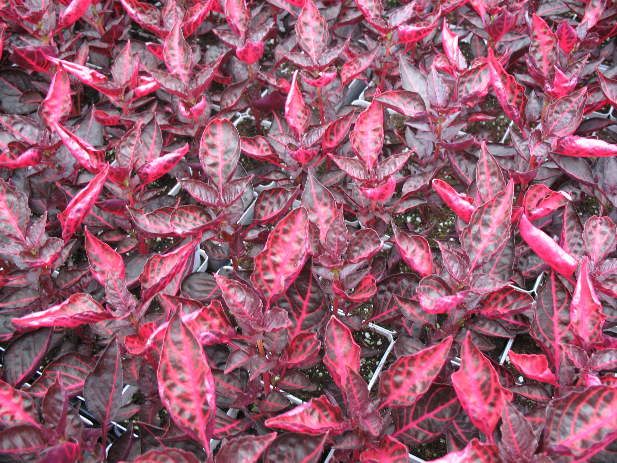 beefsteak plant scientific name